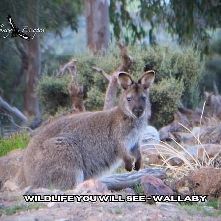 Mount Rumney Escapes - 5 Seaview Kangaroo House Exterior foto